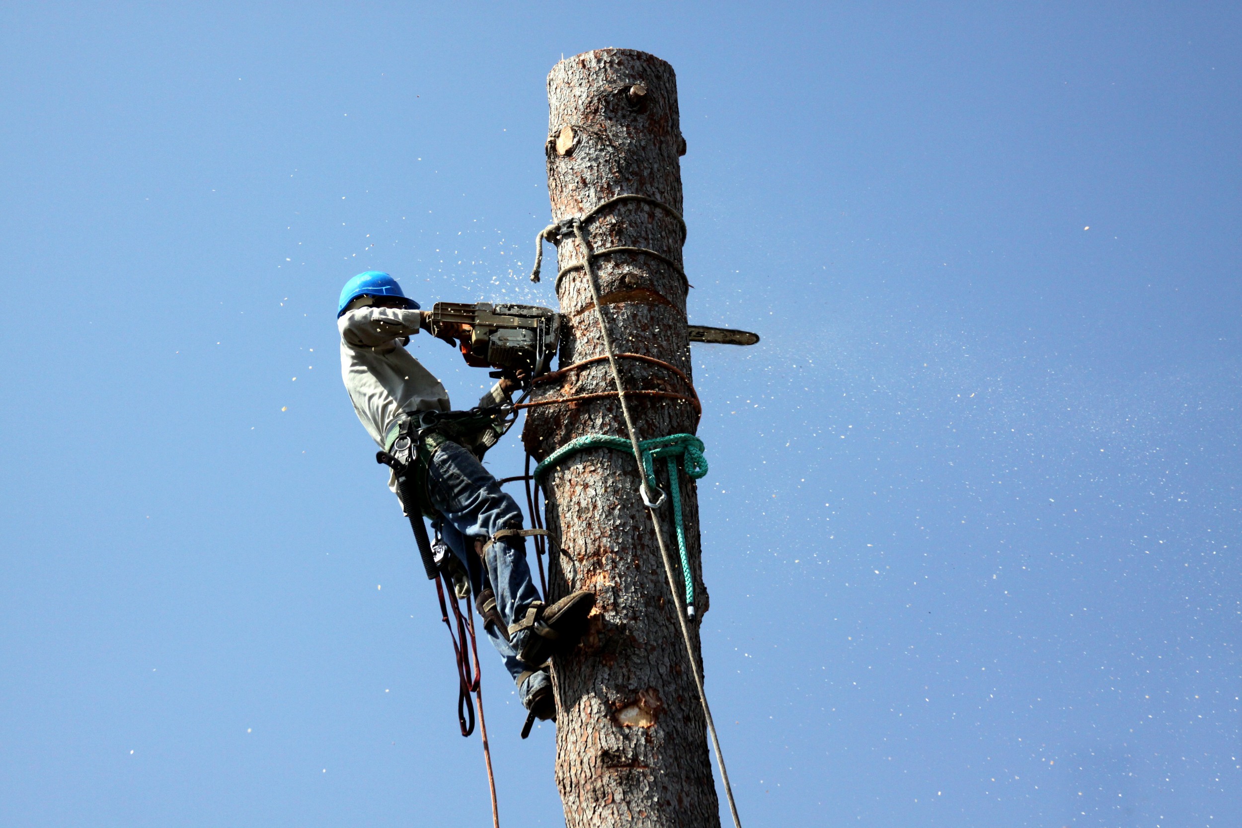 An Orlando Tree Service Company Can Help with Tree Removal and Land Clearing