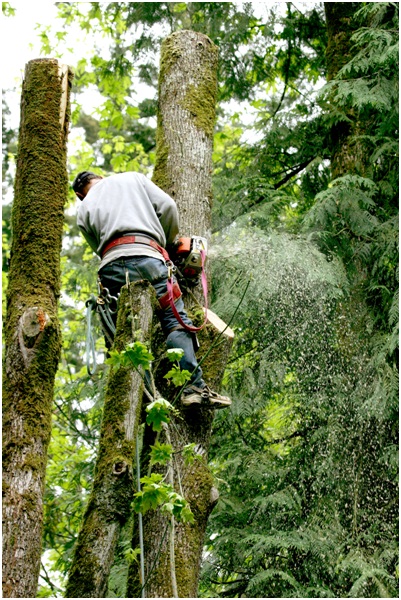 Orlando tree service company