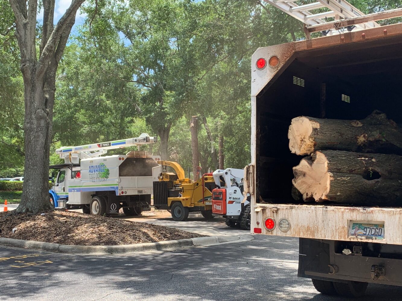 Orlando Tree Removal Service