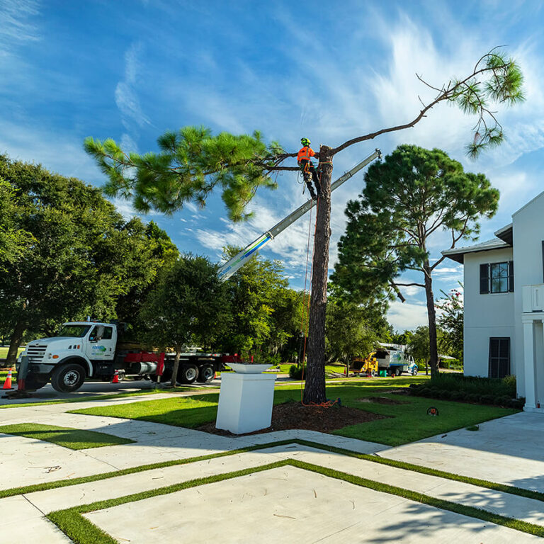 Central Florida tree removal service company